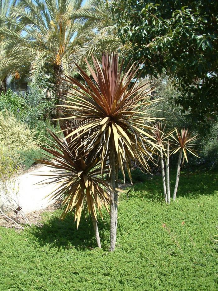Red Star Dracaena Palm