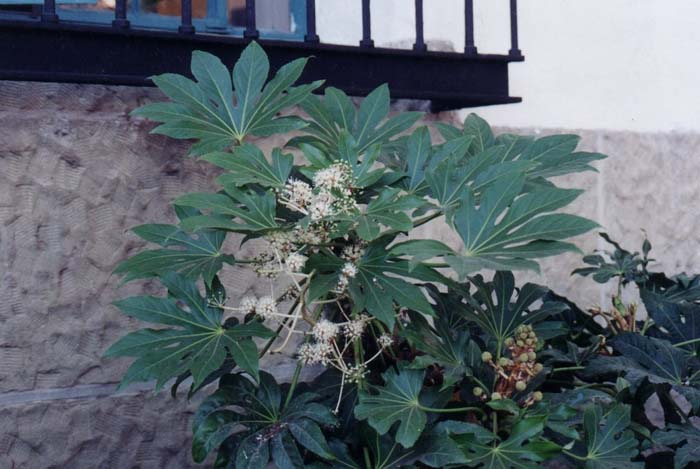Plant photo of: Fatsia japonica
