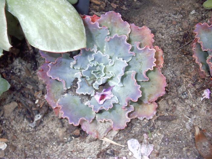 Plant photo of: Echeveria subrigida