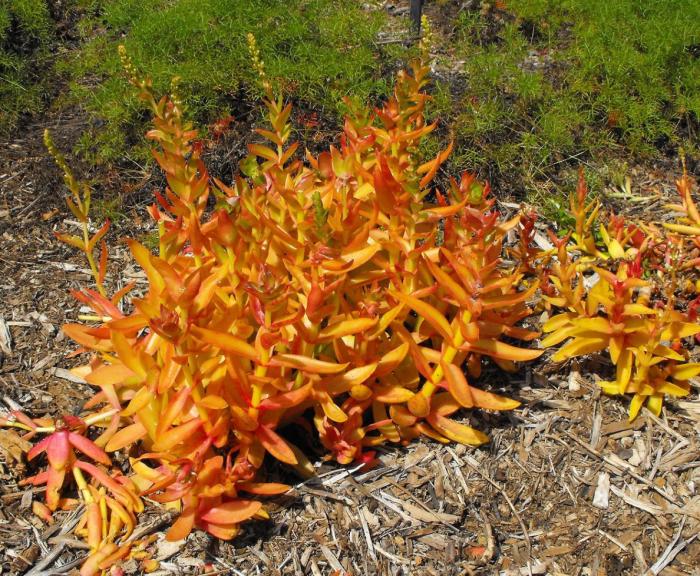 Plant photo of: Crassula capitella 'Campfire'