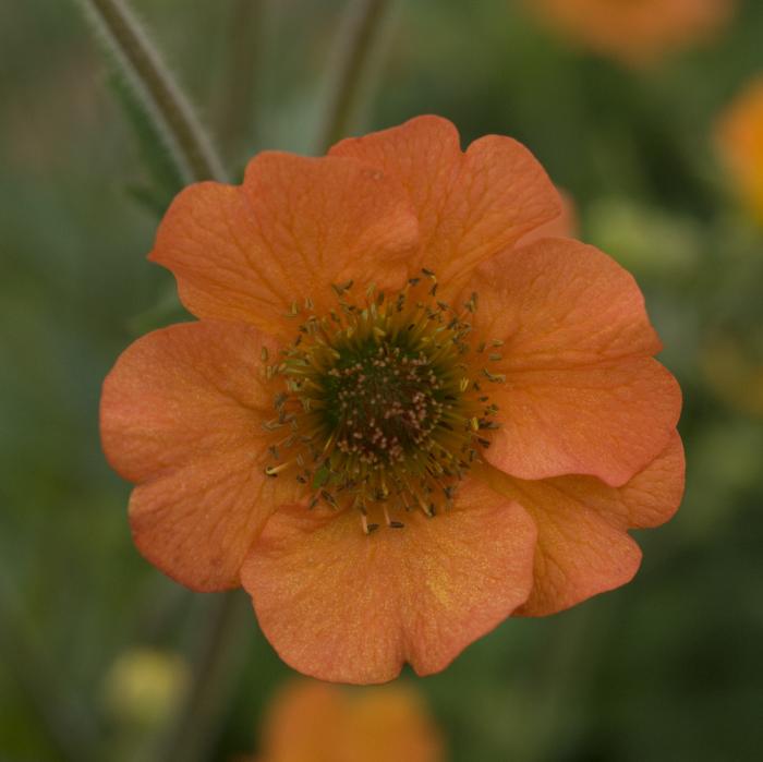 Plant photo of: Geum 'Totally Tangerine'