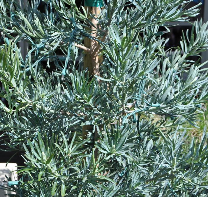 Plant photo of: Podocarpus elongatus 'Monmal'