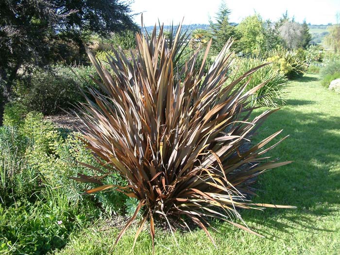 Plant photo of: Phormium tenax 'Atropurpureum'