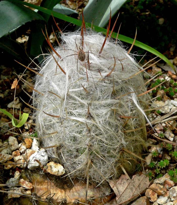 Plant photo of: Oreocereus celsianus
