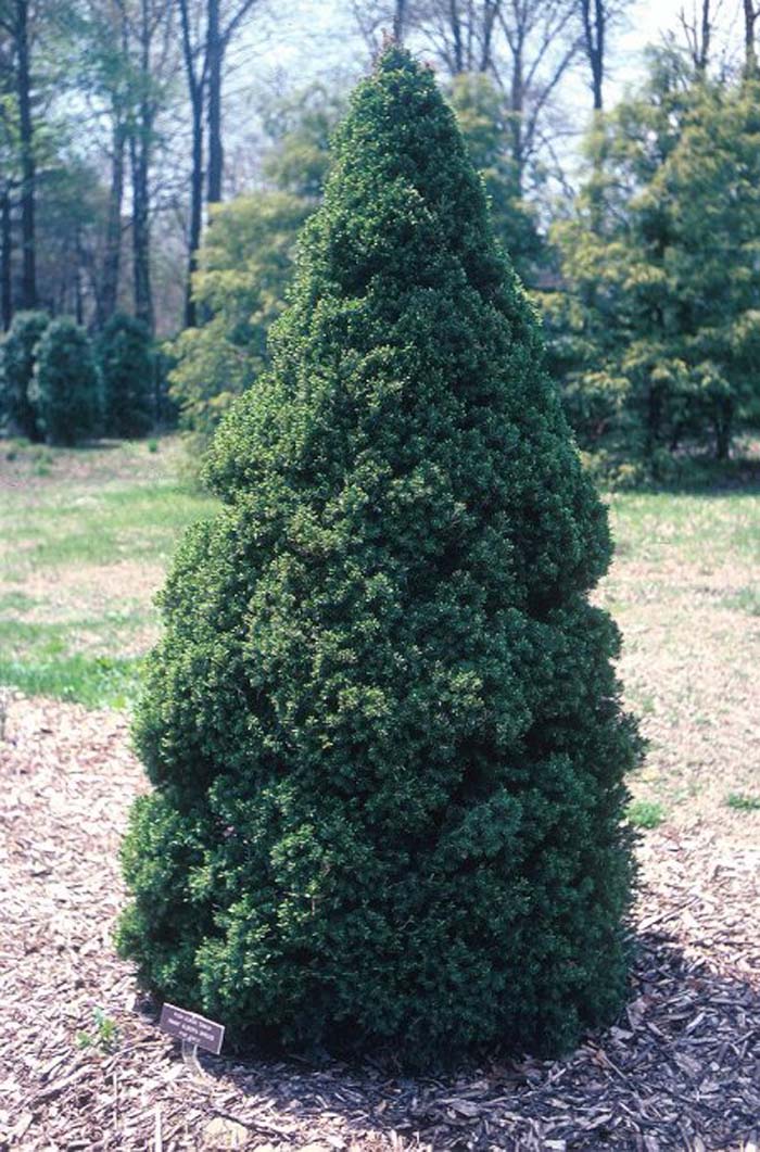 Plant photo of: Picea glauca 'Conica'