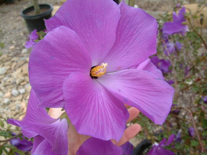 Plant photo of: Alyogyne huegelii 'Santa Cruz'