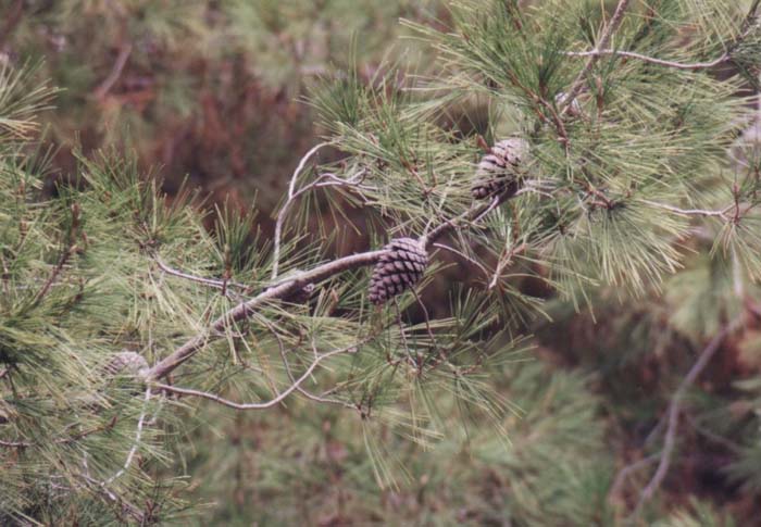 Plant photo of: Pinus halepensis