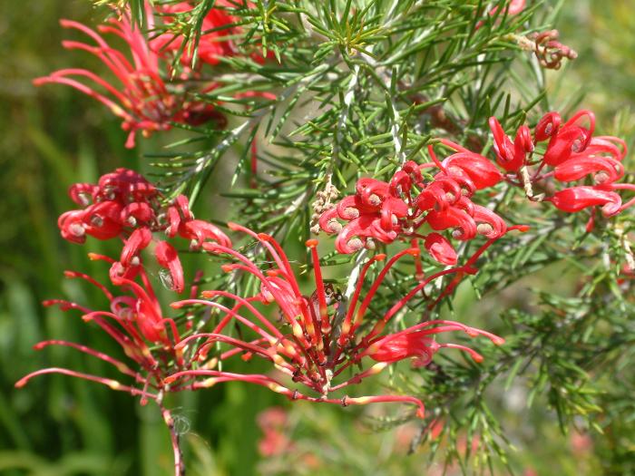 Plant photo of: Grevillea ros. 'Scarlet Sprite'