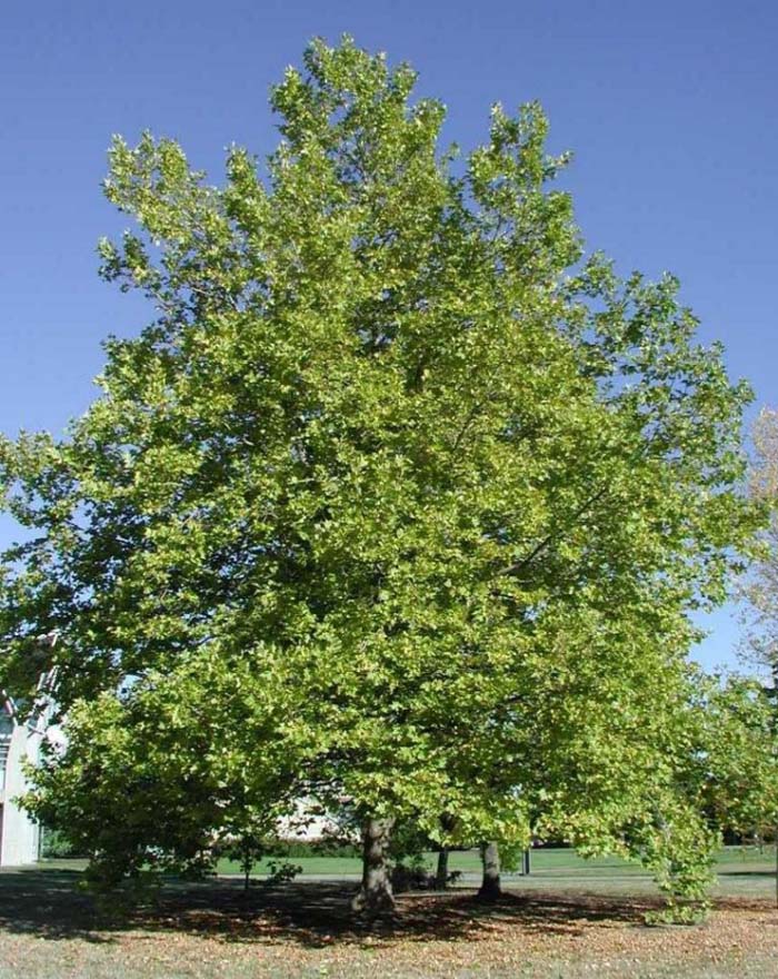 Platanus acerifolia