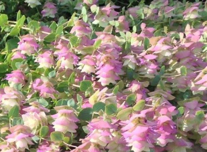 Plant photo of: Origanum 'Kent Beauty'
