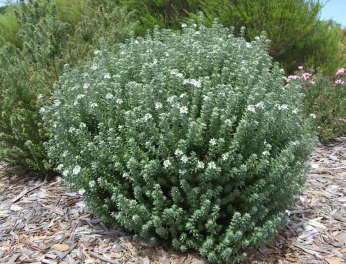Plant photo of: Westringia fru. 'Grey Box'