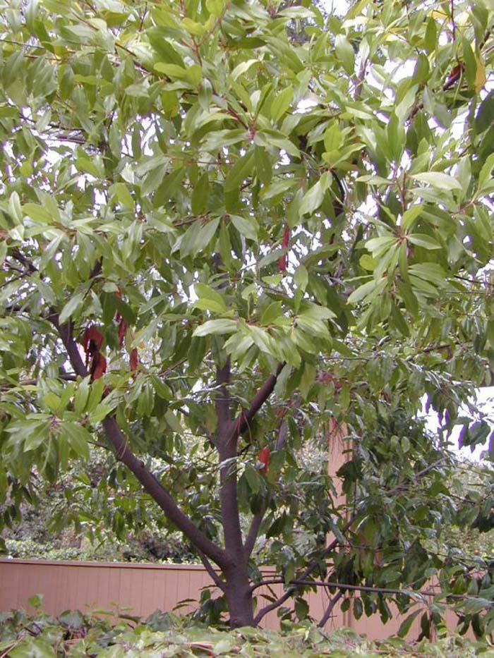 Prunus caroliniana