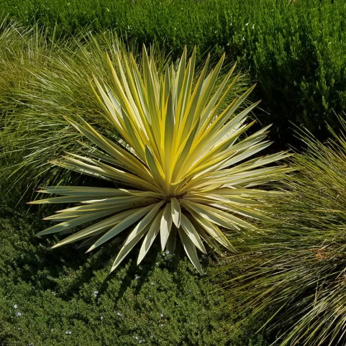 Plant photo of: Yucca 'Bright Star'
