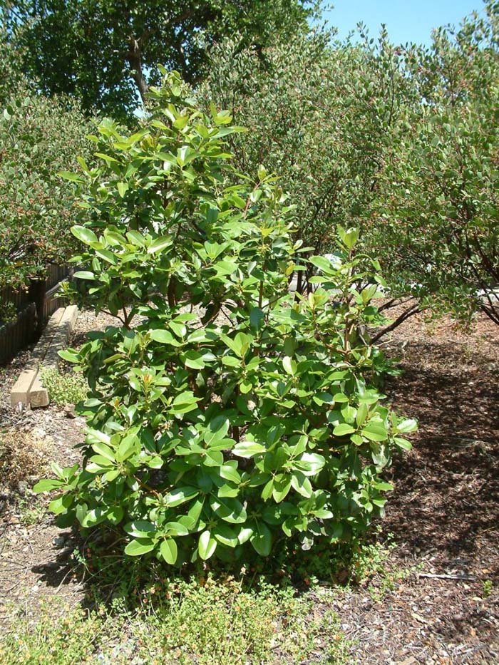 Plant photo of: Arbutus menziesii