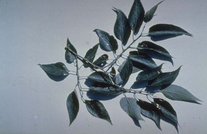 Plant photo of: Celtis occidentalis