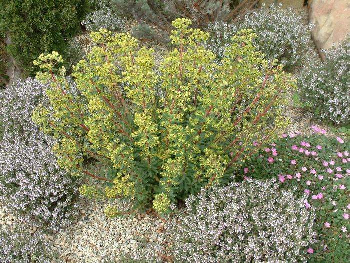 Plant photo of: Euphorbia x martinii