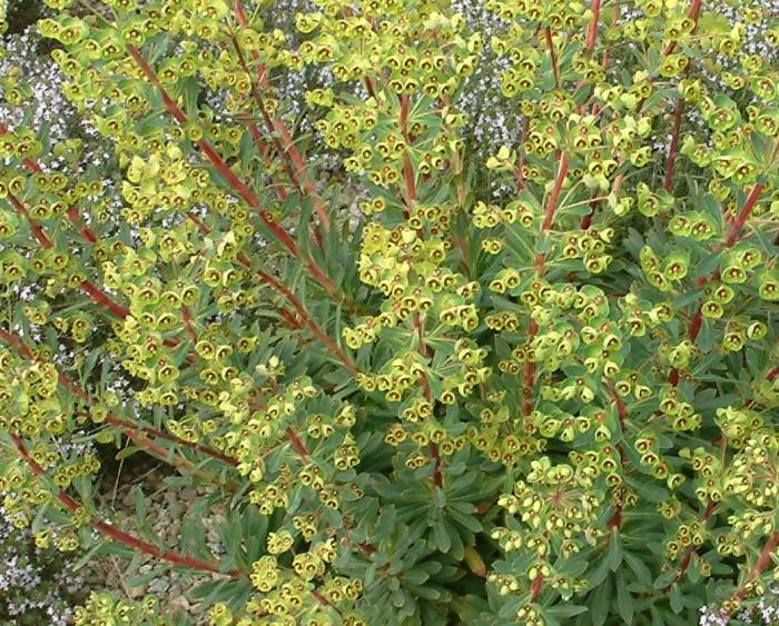 Plant photo of: Euphorbia x martinii