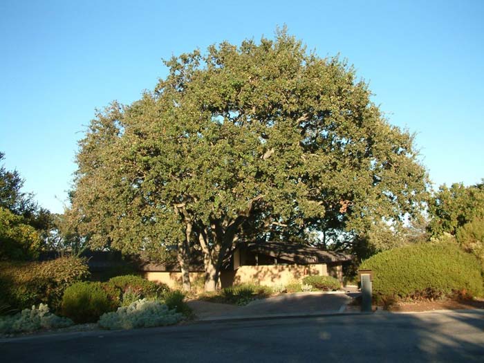 Plant photo of: Quercus agrifolia