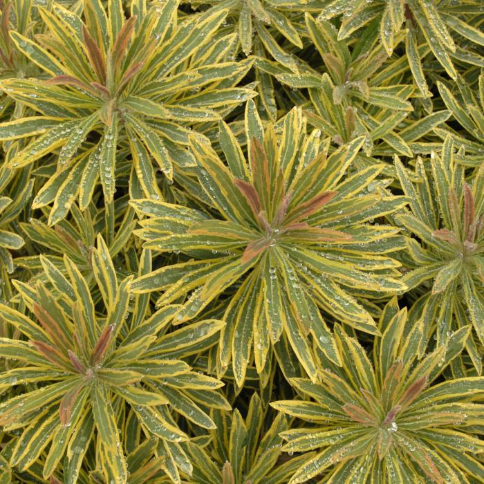 Plant photo of: Euphorbia x martinii 'Ascot Rainbow'