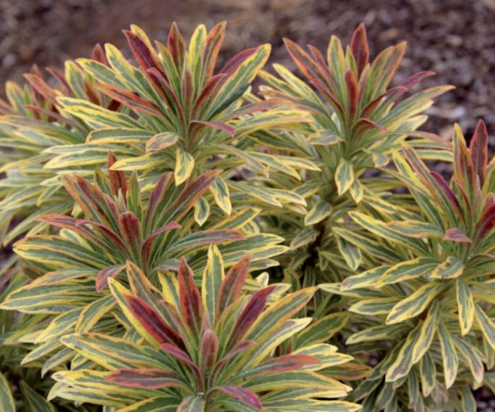 Plant photo of: Euphorbia x martinii 'Ascot Rainbow'