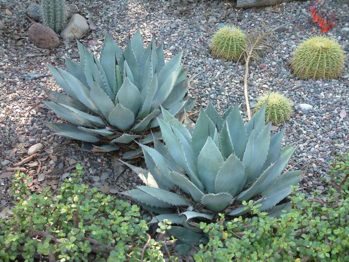 Plant photo of: Agave parryi
