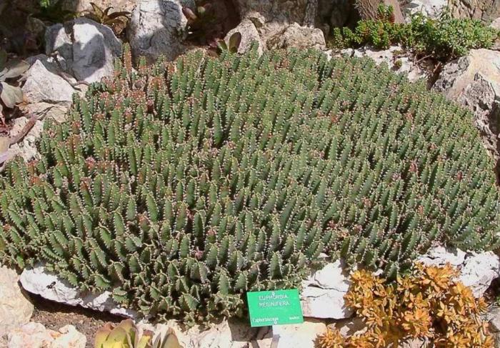 Plant photo of: Euphorbia resinifera