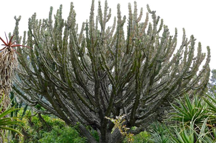 Plant photo of: Euphorbia ingens