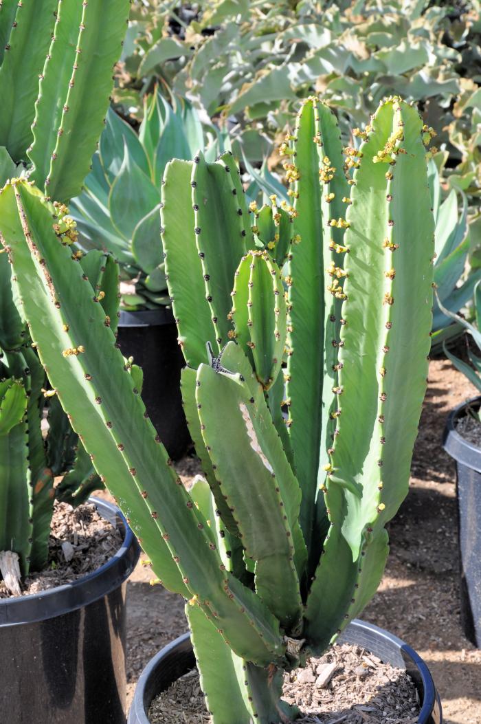 Plant photo of: Euphorbia ammak 'Green'