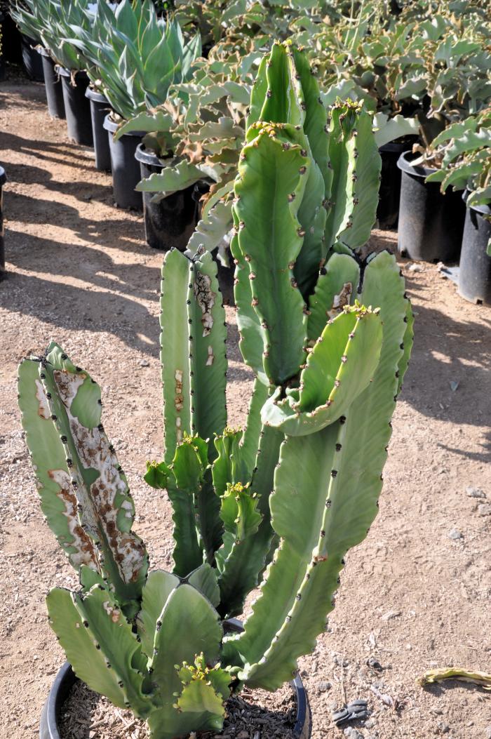 Plant photo of: Euphorbia ammak 'Green'