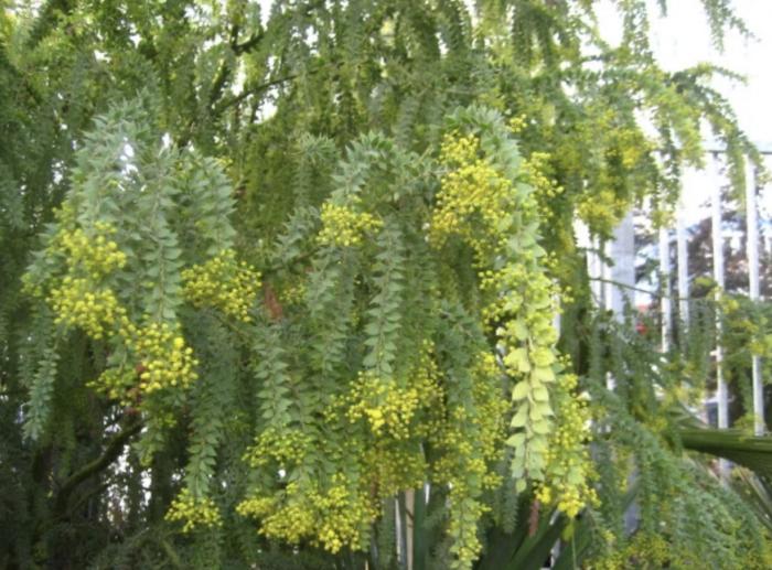 Plant photo of: Acacia vestita