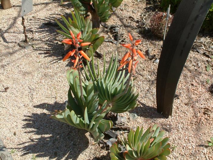 Plant photo of: Kumara plicatilis