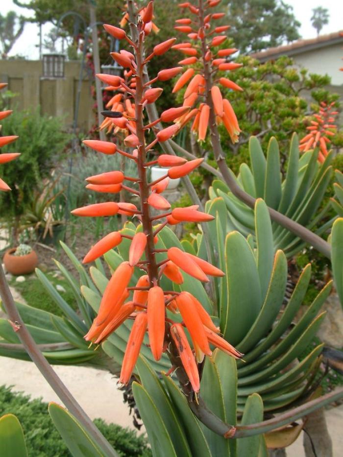 Plant photo of: Kumara plicatilis