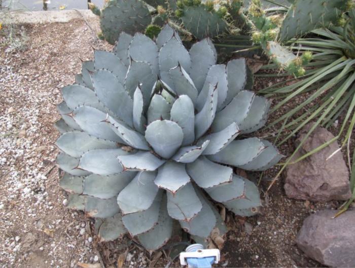 Dragon Toes Agave