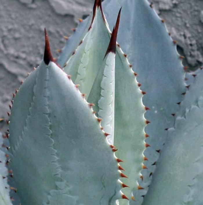 Plant photo of: Agave pygmae 'Dragon Toes'