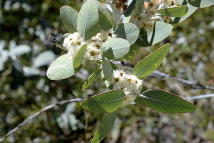 Plant photo of: Eucalyptus pleurocarpa
