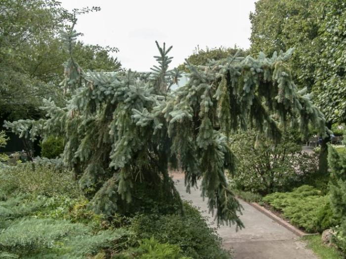 Plant photo of: Picea pungens 'Pendula'