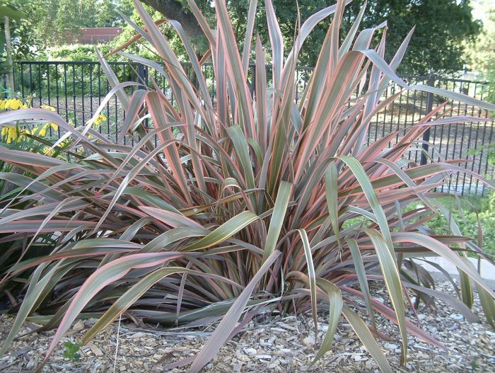 Plant photo of: Phormium tenax 'Lancer'