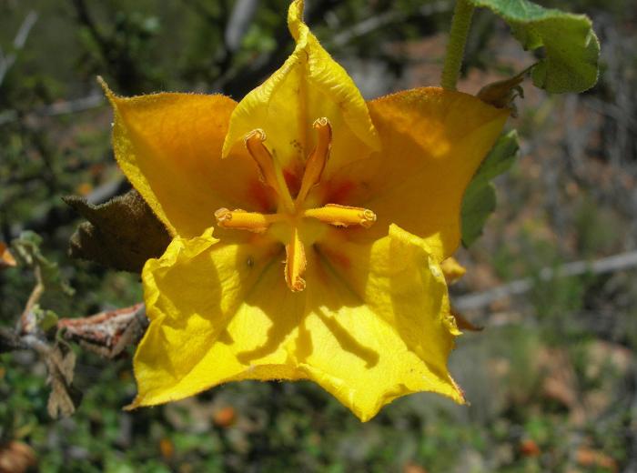 Plant photo of: Fremontodendron mexicanum