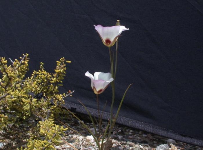 Plant photo of: Calochortus Catalina