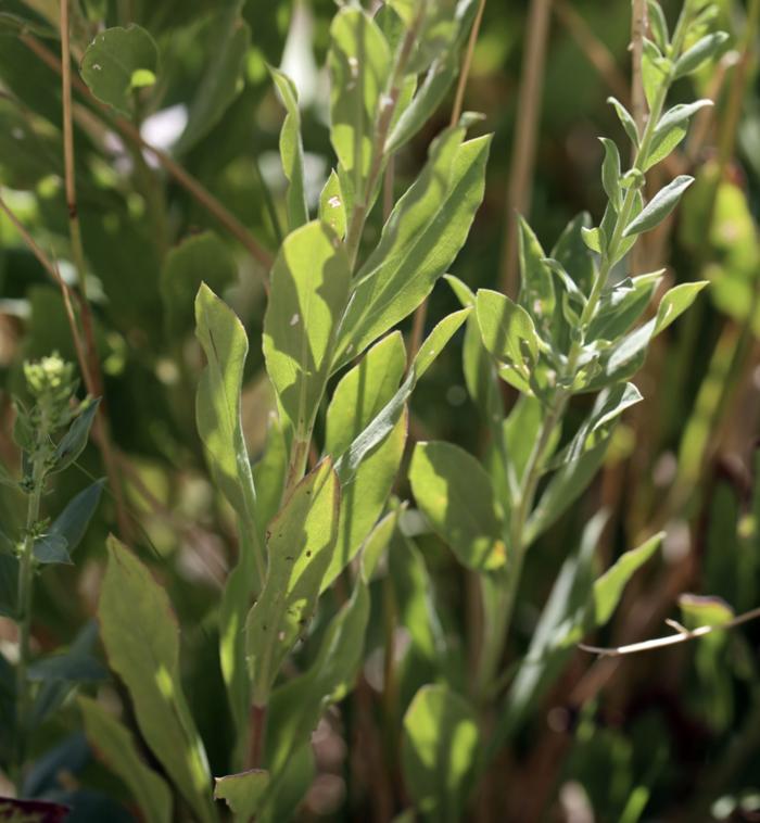 Plant photo of: Solidago velutina ssp. californica