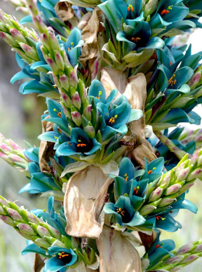 Plant photo of: Puya alpestris