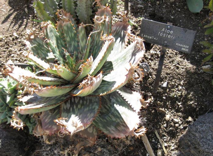 Plant photo of: Aloe fosterii