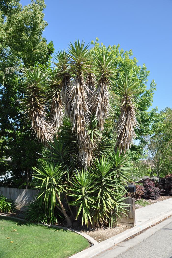 Plant photo of: Yucca aloifolia
