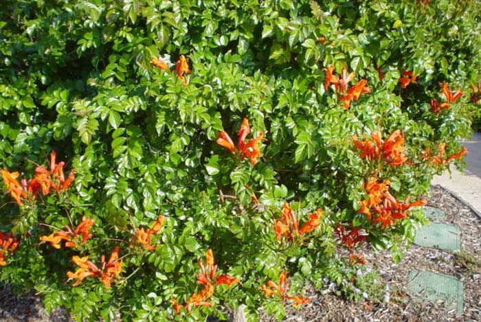 Plant photo of: Tecomaria capensis
