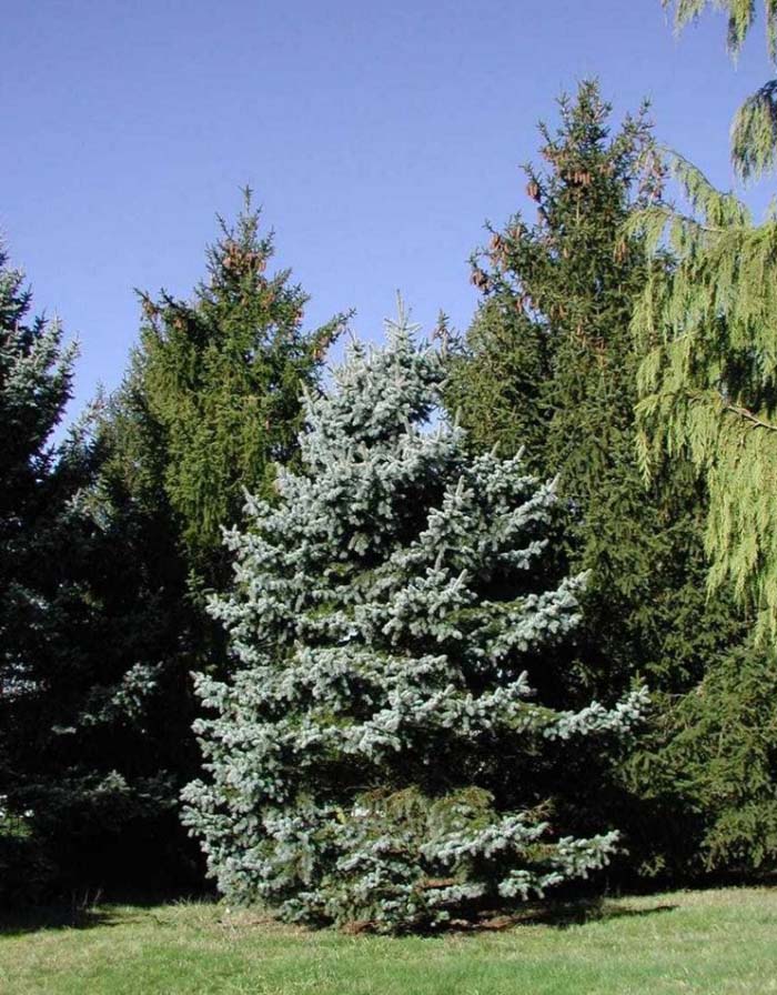 Plant photo of: Picea pungens 'Glauca'