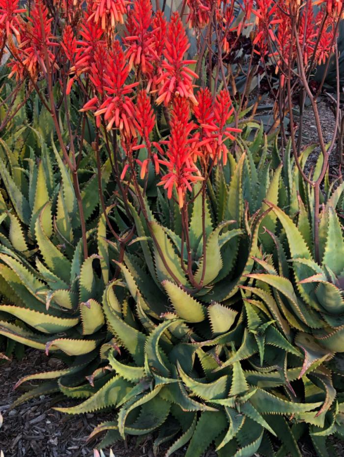 Plant photo of: Aloe 'Cynthia Giddy'