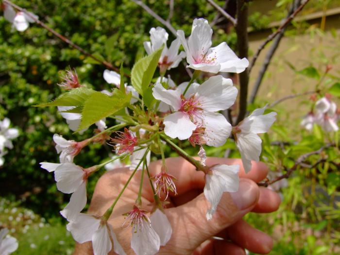 Plant photo of: Prunus X yedoensis 'Akebono'