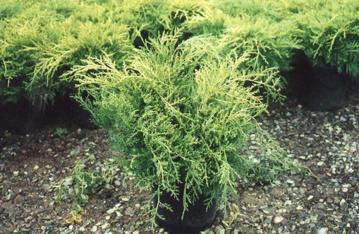 Juniperus chinensis 'Gold Coast'