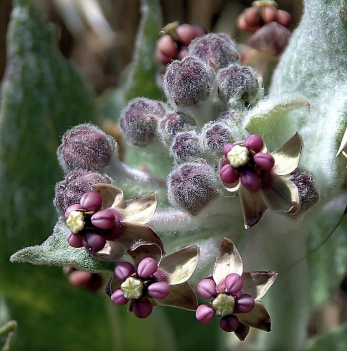 Plant photo of: Asclepias californica