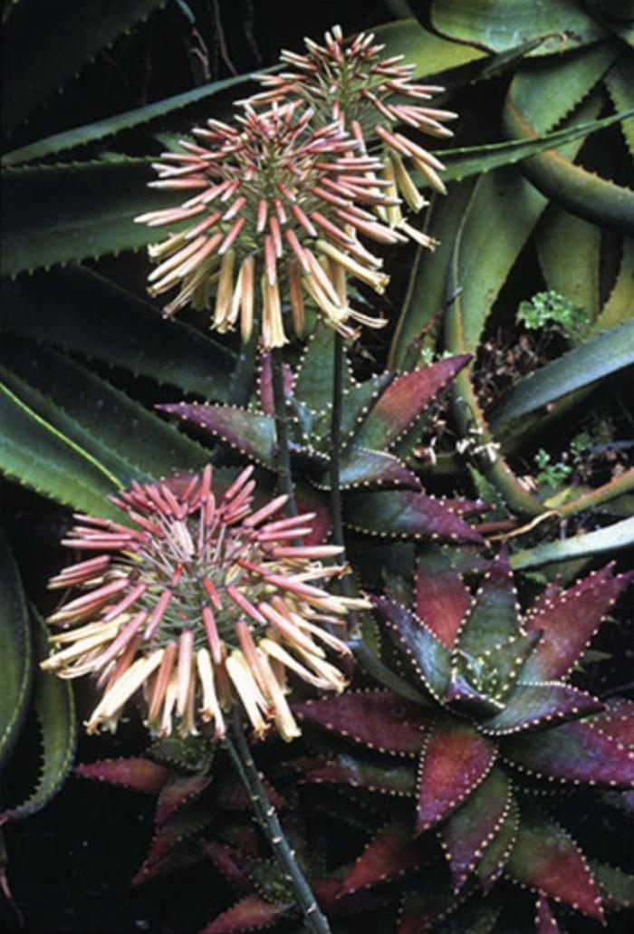 Plant photo of: Aloe 'Hellskloof Bells'